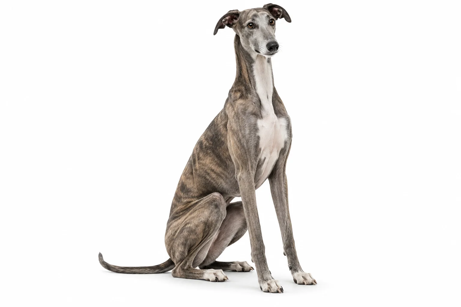 Un galgo sobre blanco. Referencia visual de Quitar fondo.